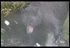 Digital photo titled black-bear-mother-5
