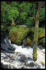 Digital photo titled log-over-rapids
