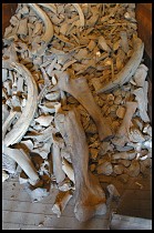 Digital photo titled mammoth-tusks