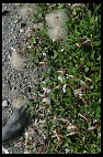 Digital photo titled dandelions-sort-of