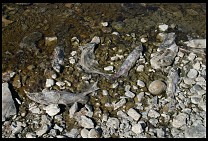 Digital photo titled dead-pink-salmon