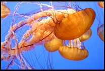 Digital photo titled mb-jellyfish-2