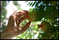 Digital photo titled slo-mission-pomegranate-2