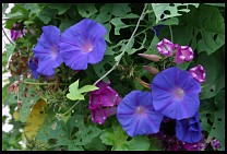 Digital photo titled venice-beach-blue-flowers