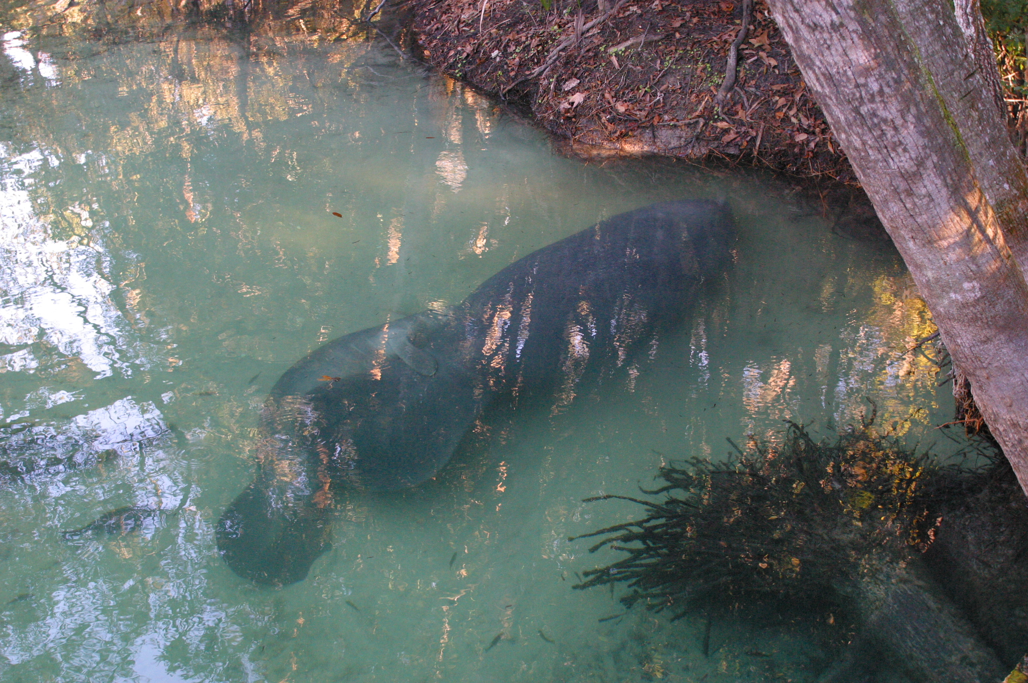 manatees-1