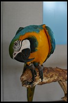 Digital photo titled aquarium-blue-gold-macaw-1