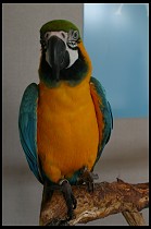 Digital photo titled aquarium-blue-gold-macaw-2