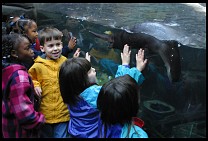 Digital photo titled aquarium-otter-exhibit-2