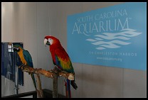 Digital photo titled aquarium-parrots