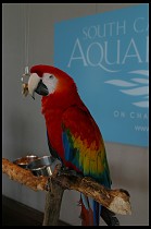 Digital photo titled aquarium-scarlet-macaw