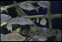 Digital photo titled aquarium-tank