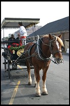 Digital photo titled horse-carriage