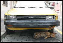 Digital photo titled dog-sleeping-under-car