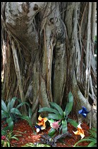 Digital photo titled banyan-tree-decorated-for-christmas