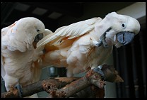 Digital photo titled cockatoos-4