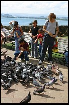 Digital photo titled feeding-pigeons