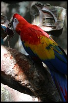Digital photo titled scarlet-macaw
