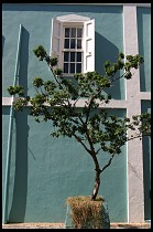 Digital photo titled downtown-tree