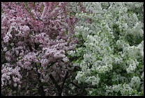 Digital photo titled tree-blossoms