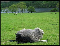 Digital photo titled black-and-white-sheep-1