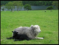 Digital photo titled black-and-white-sheep-2