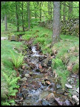 Digital photo titled stream-in-trees