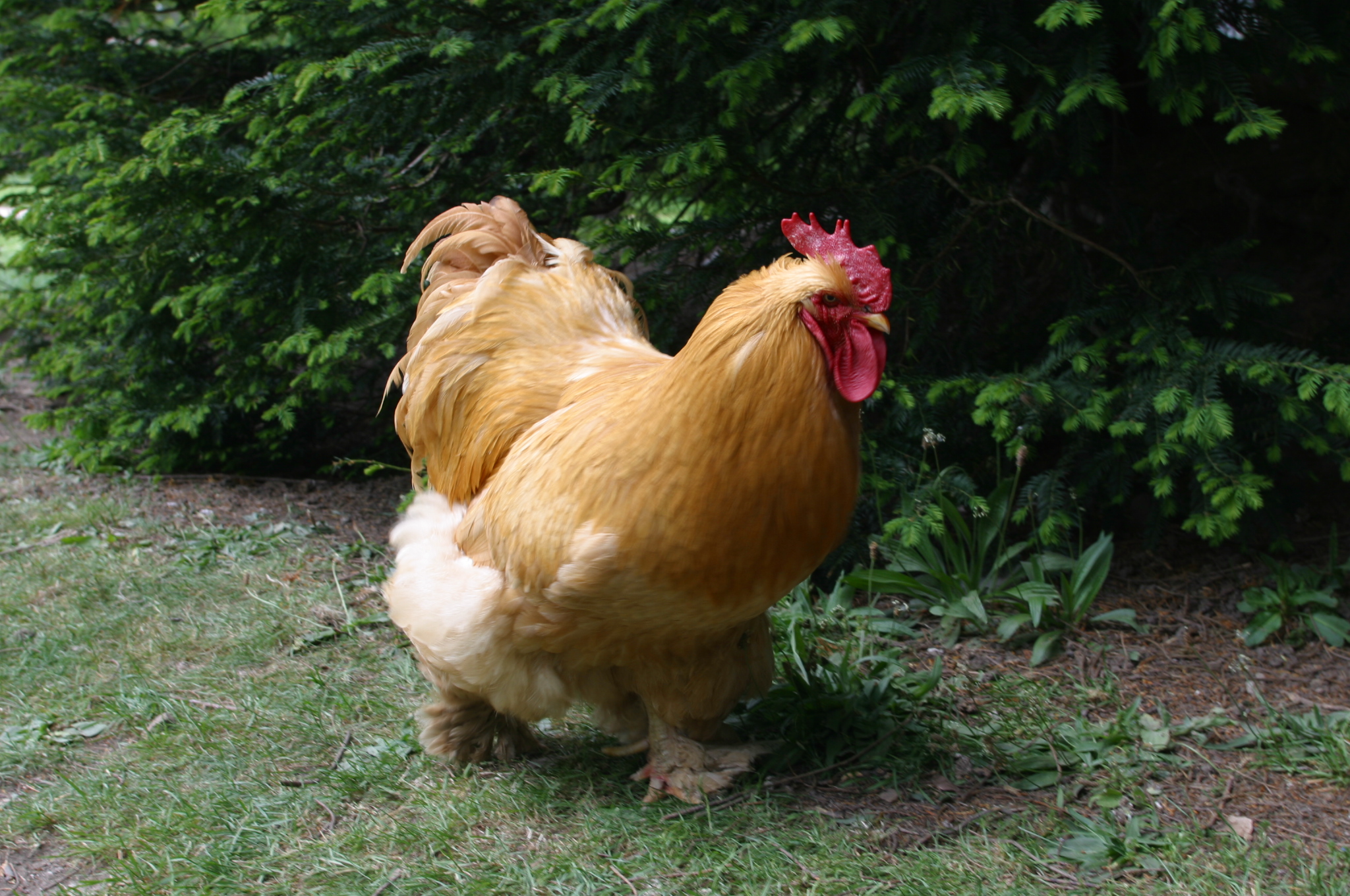 bantam