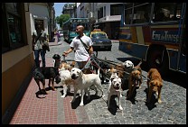 Digital photo titled san-telmo-dogs-1