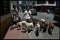 Digital photo titled san-telmo-dogs-2