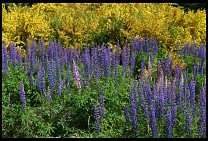 Digital photo titled siete-lagos-flowers-1