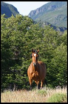 Digital photo titled siete-lagos-horses-2