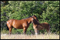 Digital photo titled siete-lagos-horses-3