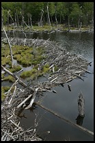Digital photo titled land-of-beavers