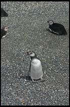 Digital photo titled penguins-1