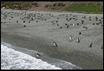 Digital photo titled penguins-10