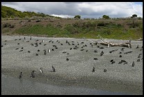 Digital photo titled penguins-11
