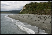 Digital photo titled penguins-12