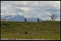 Digital photo titled penguins-13