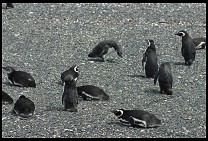 Digital photo titled penguins-14