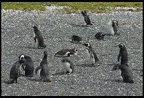 Digital photo titled penguins-16