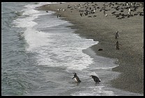 Digital photo titled penguins-17