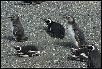 Digital photo titled penguins-2
