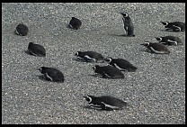 Digital photo titled penguins-3