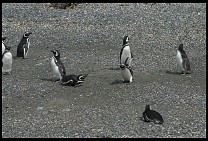 Digital photo titled penguins-4