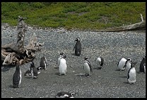 Digital photo titled penguins-5