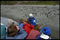 Digital photo titled penguins-8