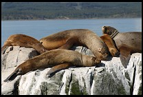 Digital photo titled sea-lions-11