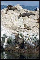 Digital photo titled sea-lions-12