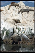Digital photo titled sea-lions-13