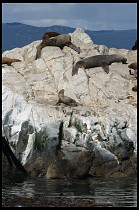 Digital photo titled sea-lions-14